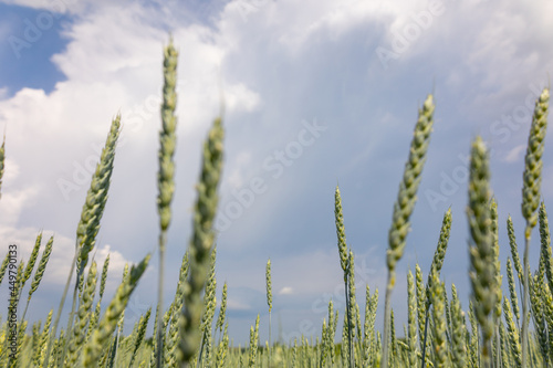 Golden yellow green spikelets of ripe wheat in field on blue sky background. Panoramic view of beautiful rural landscape, selective focus