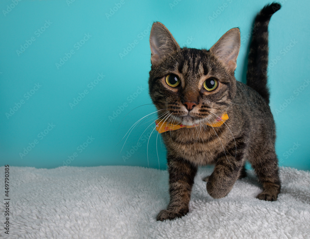 Tabby cat portrait wearing orange flower bow tie