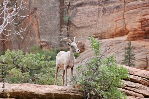 mountain goat