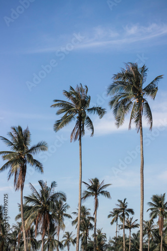 Palm trees along the coast in Port of Soller at beautiful sunny day. Image of tropical vacation and sunny happiness. Filtered vintage photo.