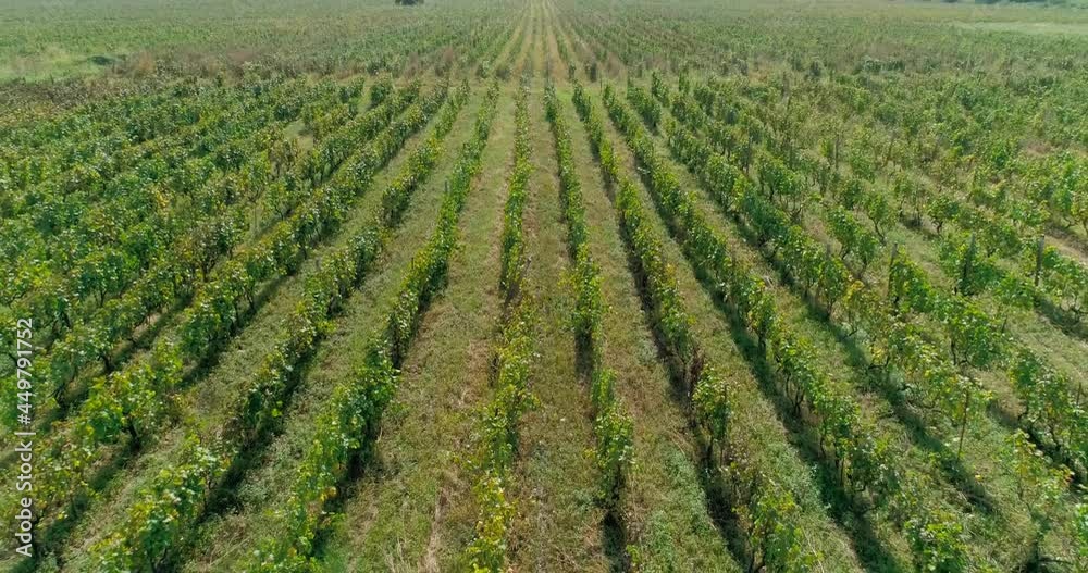 Aerial overhead drone shot on Vineyards Aerial overhead drone shot on Vineyards