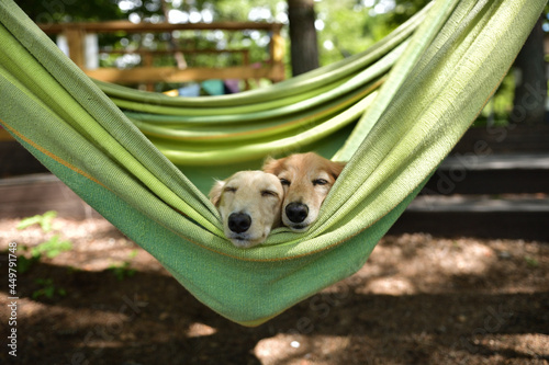ハンモックでお昼寝する犬