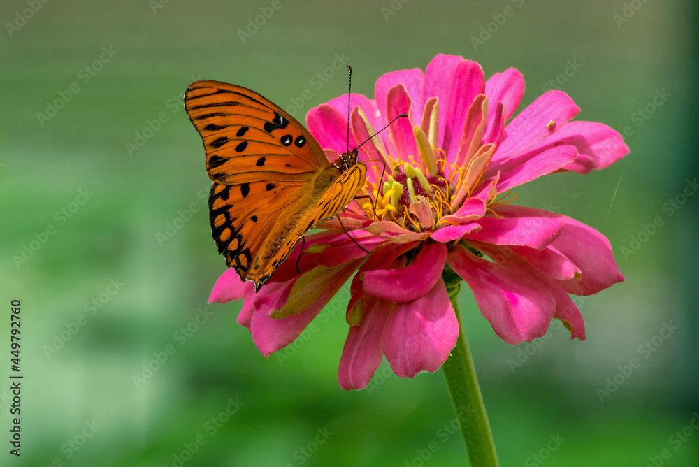 Leopard butterfly on a pretty pink flower Leopard butterfly on a pretty pink flower