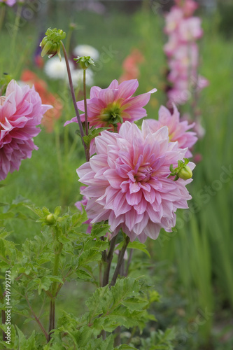 Pink dahlia flower after the rain