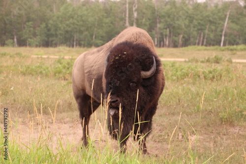 Bison Ina The Field, Elk Island National Park, Alberta