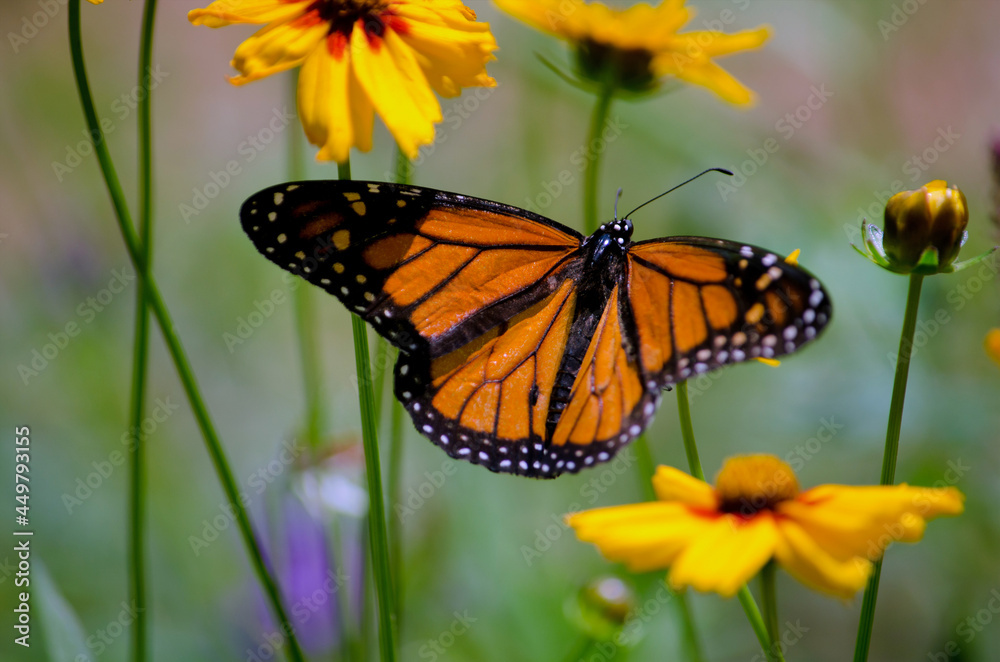 A colorful monarch butterfly plays among native north american field flowers of yellow and orange