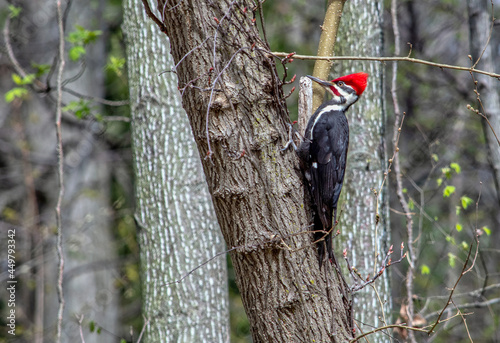 Pileated woodpecker dines on bugs on the side of a tree