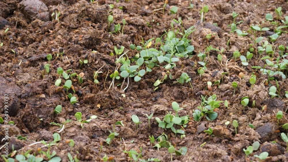 Tilting view of seedlings growing out of the fertilized ground in the wild by the salt river in Arizona. Tilting view of seedlings growing out of the fertilized ground in the wild by the salt river in Arizona.