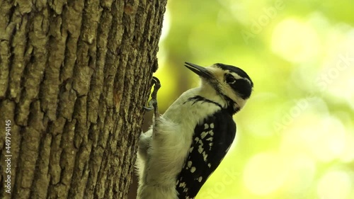 Static shot, profile view of a wild hairy woodpecker, leuconotopicus villosus pecking on a tree trunk for insects in a deciduous forest. photo