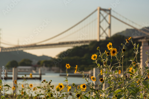 関門橋とひまわりのある風景