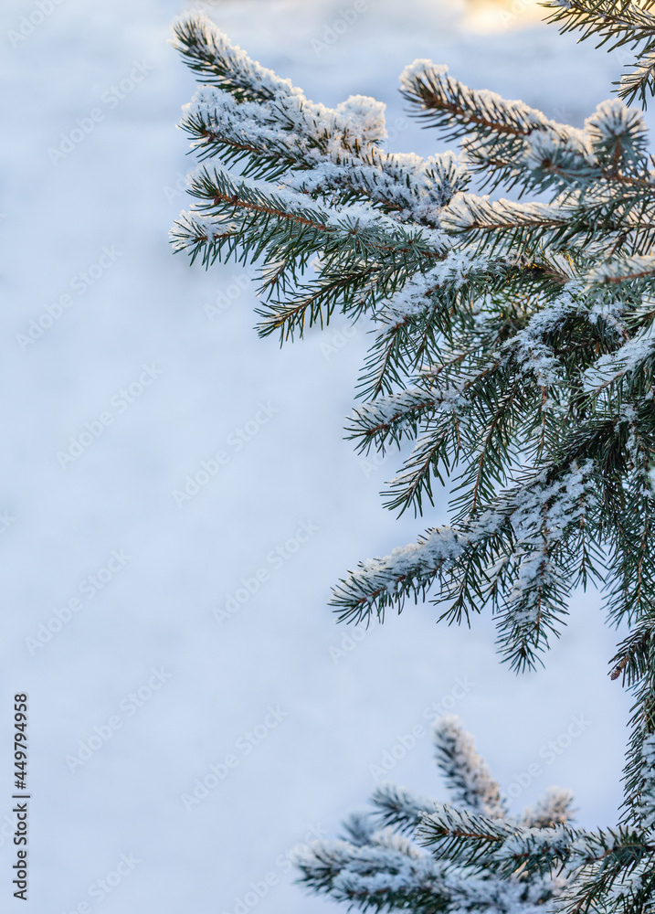 fir tree blue branches in snow