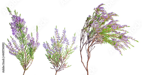 three fine lilac blossoming heather branches on white