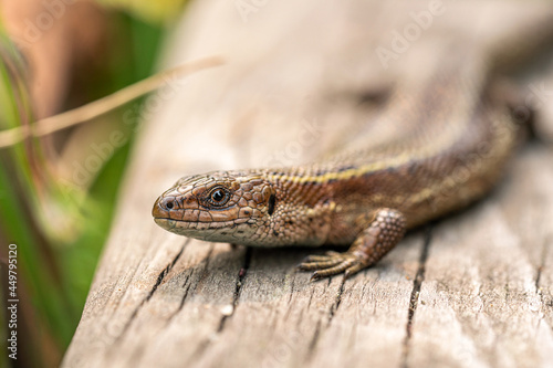 the lizard's head looks into the frame © Kate Prosvirnina