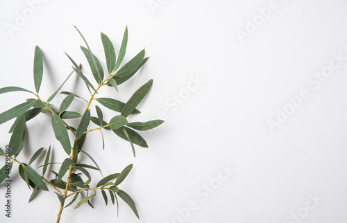 fresh eucalyptus branch on a white  background. Top view and copy space