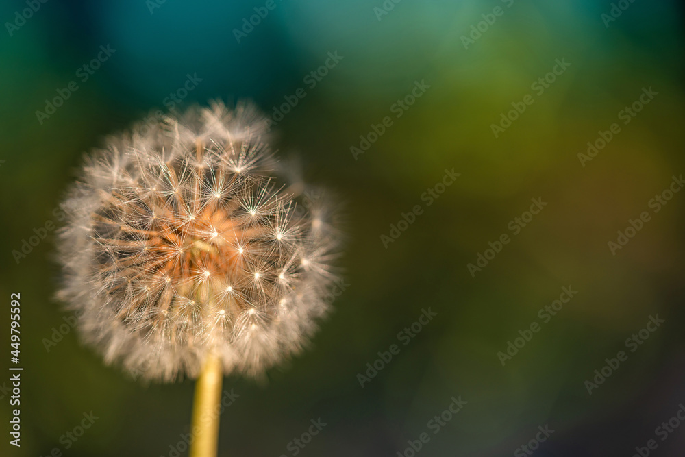 dandelion close-up with a place for text