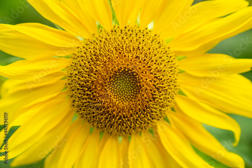 Sunflower close-up shot