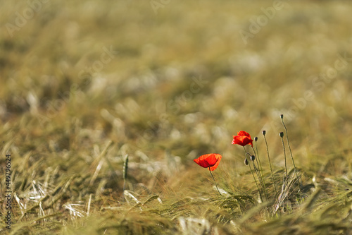 poppies in the wheat field