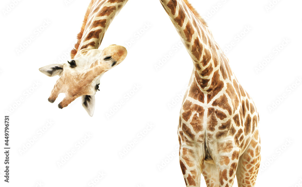 Giraffe face head hanging upside down - obrazy, fototapety, plakaty 