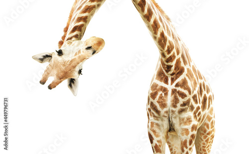 Giraffe face head hanging upside down photo