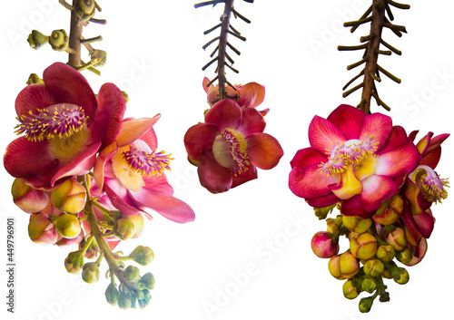 Cannon Bullet. Most Thai people call it Sala flower. popularly planted in the temple area.