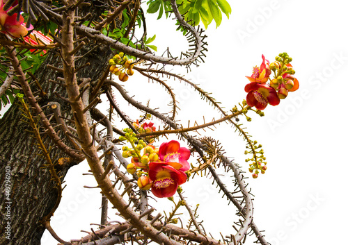 Cannon Bullet. Most Thai people call it Sala flower. popularly planted in the temple area.
