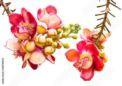 Cannon Bullet. Most Thai people call it Sala flower. popularly planted in the temple area.