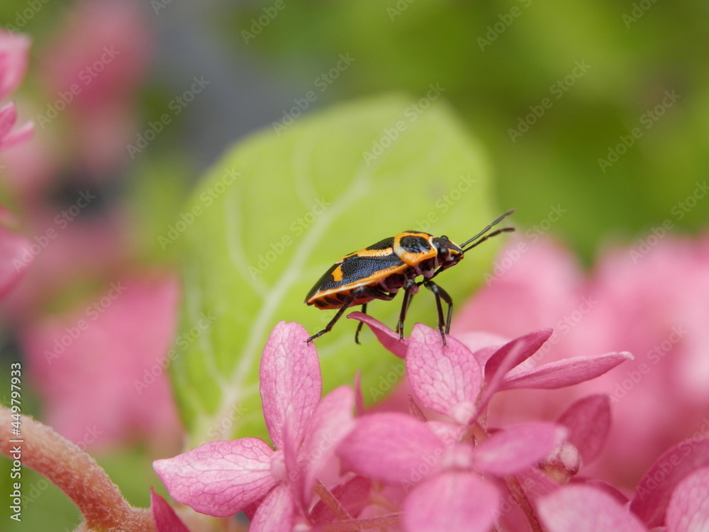アジサイの花の上を歩くナガメ アジサイの花の上を歩くナガメ