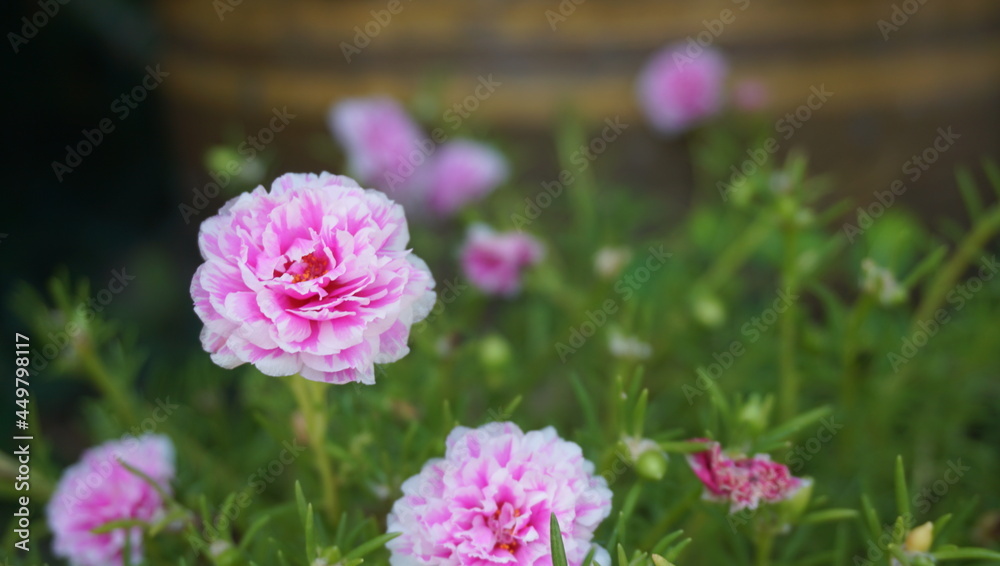 pink flowers in graden