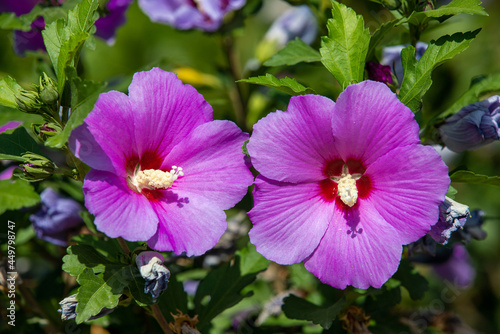 a close-up with  Hibiscus syriacus flower