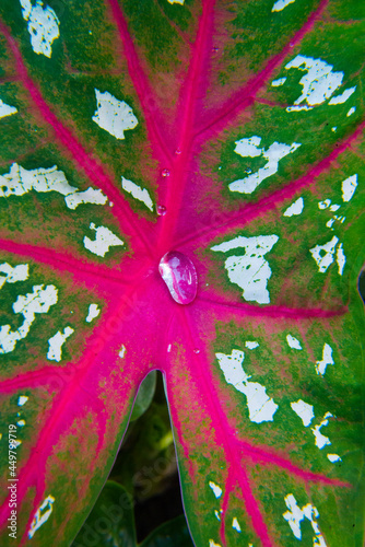 Water droplets on Caladium bicolor. leaf pattern with water droplets.