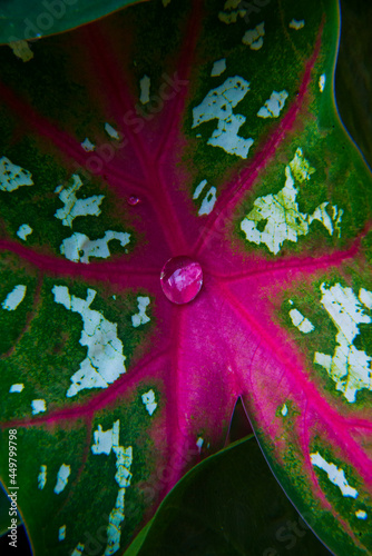 Water droplets on Caladium bicolor. leaf pattern with water droplets.