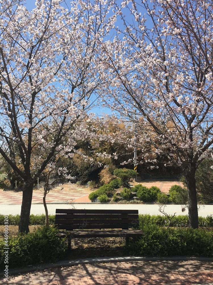 Cherry Blossom Bench