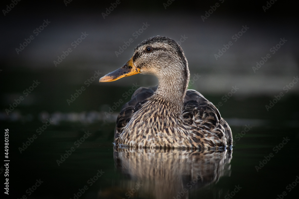 A female wild mallard duck, Anas platyrhynchos, as she sits on the water. The image was taken in the dark using flash lights. It is low level close up showing the reflections in the water A female wild mallard duck, Anas platyrhynchos, as she sits on the water. The image was taken in the dark using flash lights. It is low level close up showing the reflections in the water