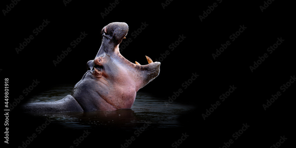 Close hippo portrait on black background - obrazy, fototapety, plakaty 