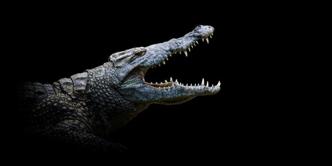 Close crocodile portrait on black background