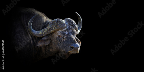 Close buffalo portrait on black background