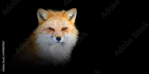 Close ANIMAL portrait on black background