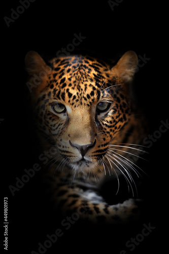 Close Leopard portrait on black background © byrdyak
