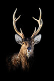 Close Deer portrait on black background