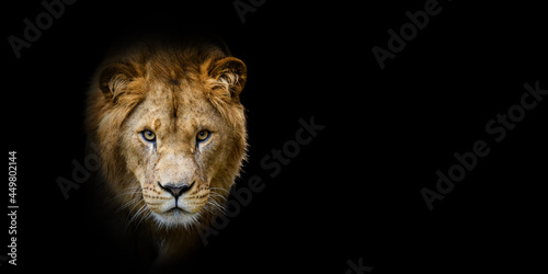 Close Lion portrait on black background