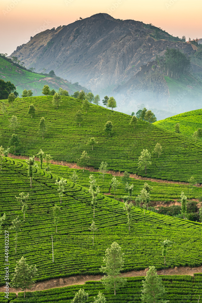 Tea plantations in Munnar, Kerala, India