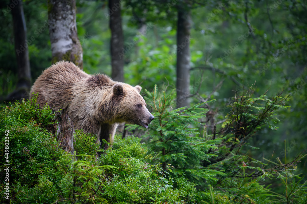 Wild adult Brown Bear in the mountain summer forest