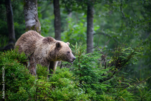 Wild adult Brown Bear in the mountain summer forest © byrdyak