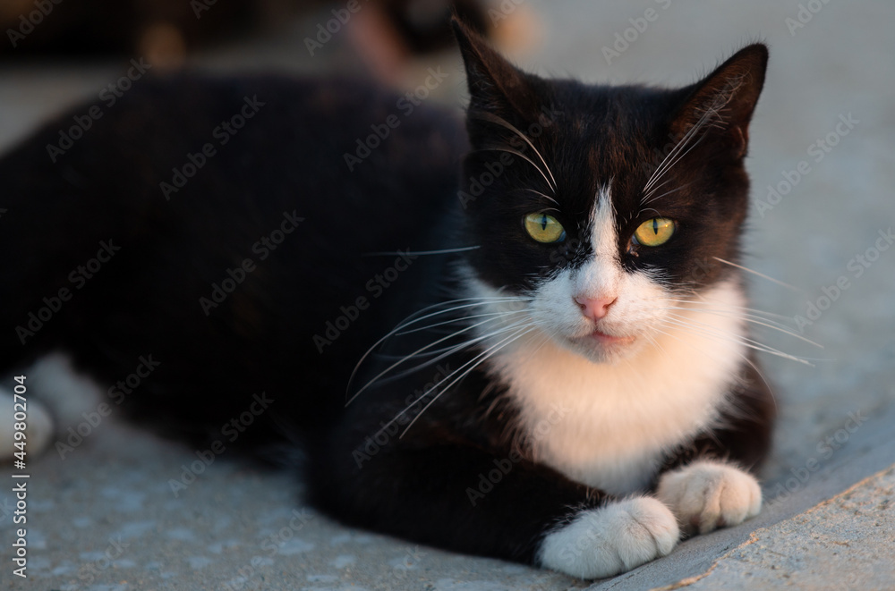 portrait of a black and white cat