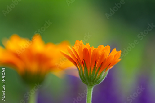 Close-up of a blooming orange marigold blossom iwith blurry background