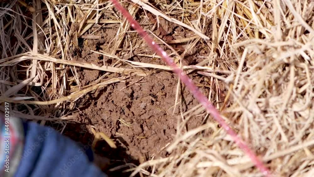 How to grow turmeric, ginger, galangal in an agricultural plot. How to grow turmeric, ginger, galangal in an agricultural plot.