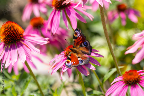 a peacock butterfly (aglais io) sitting and harvesting on an coneflower blossom (echinacea) in full bloom