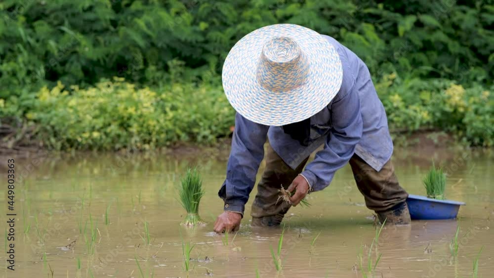 Old way of growing rice. Old way of growing rice.