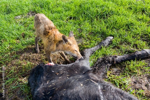 mangy fox eating a dead angus cow. photo