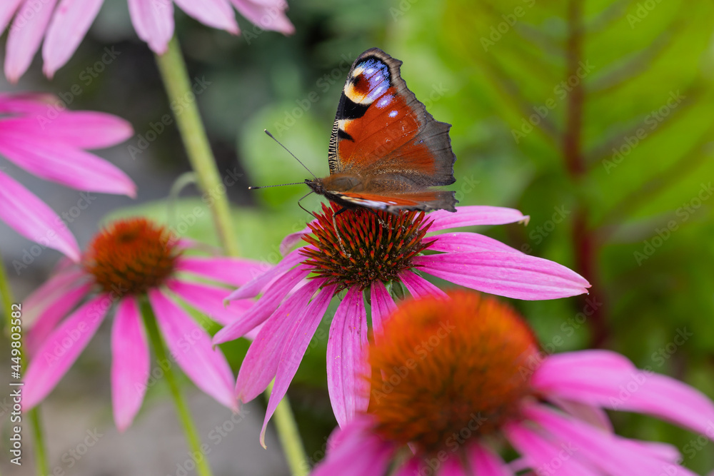 a peacock butterfly (aglais io) sitting and harvesting on an coneflower blossom (echinacea) in full bloom a peacock butterfly (aglais io) sitting and harvesting on an coneflower blossom (echinacea) in full bloom